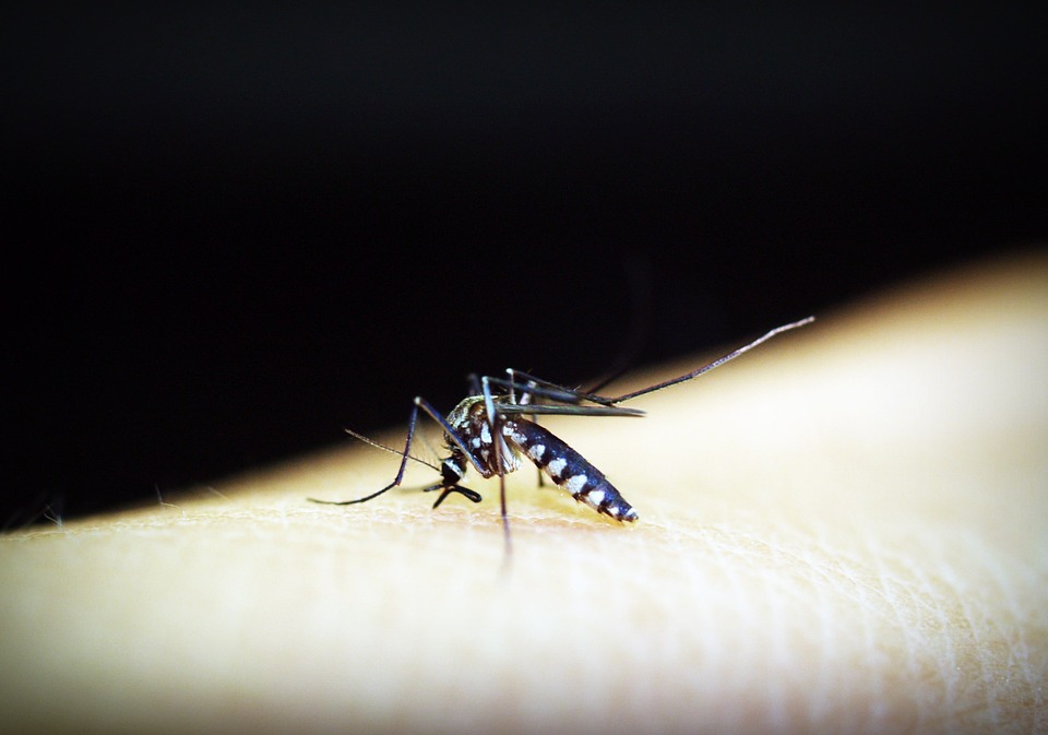Dengue - Prevenção, Diagnóstico e Tratamento